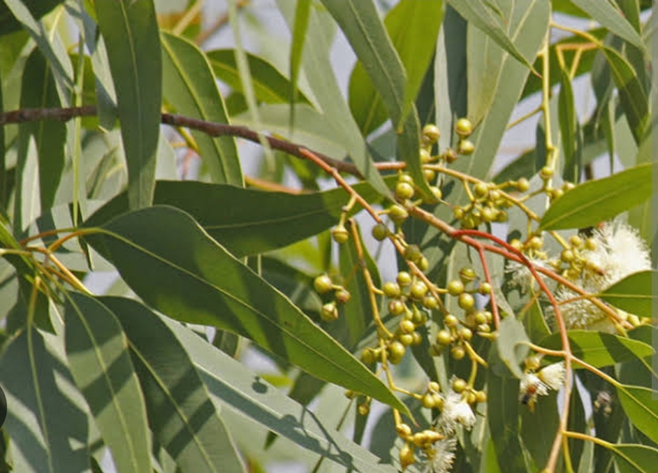 Eucalyptus Essential Oil 5ltrs