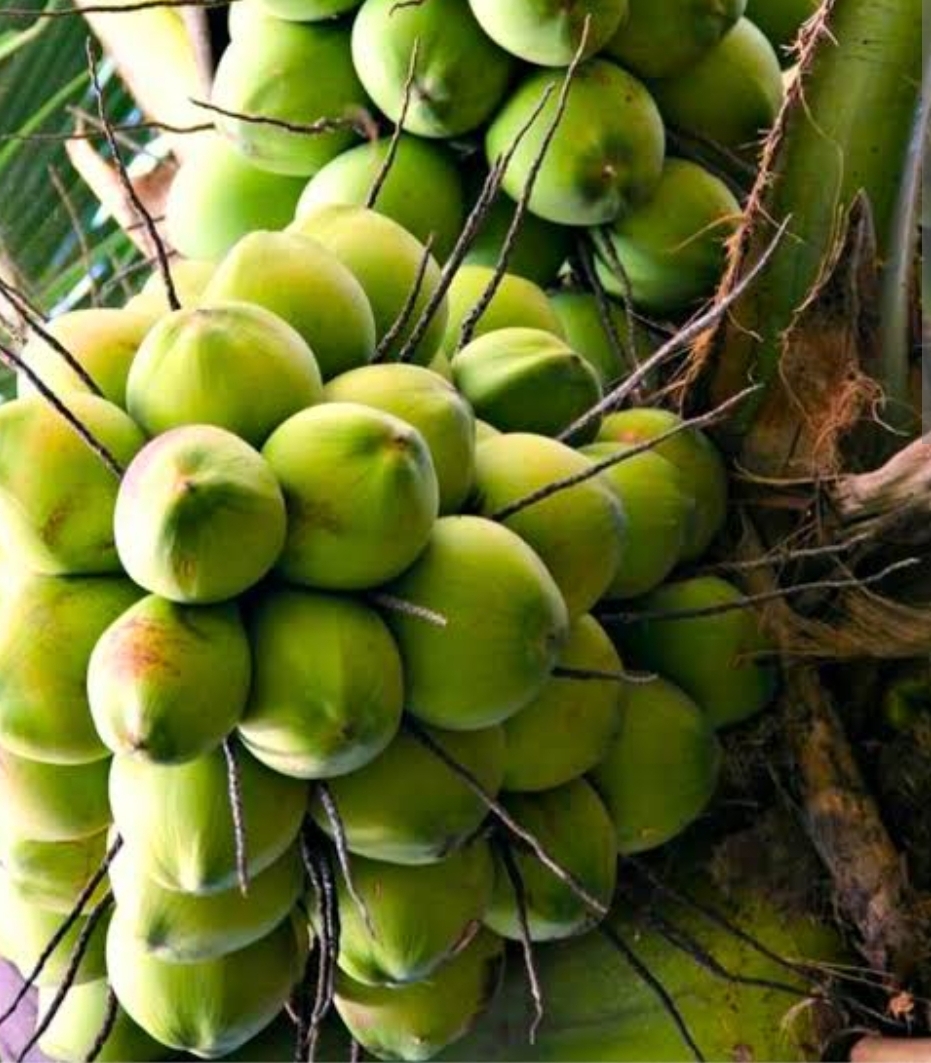 Coconut Oil 5ltrs