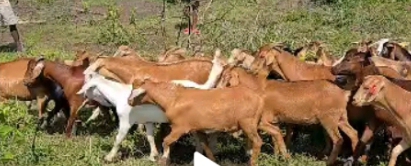 Exotic breed goats